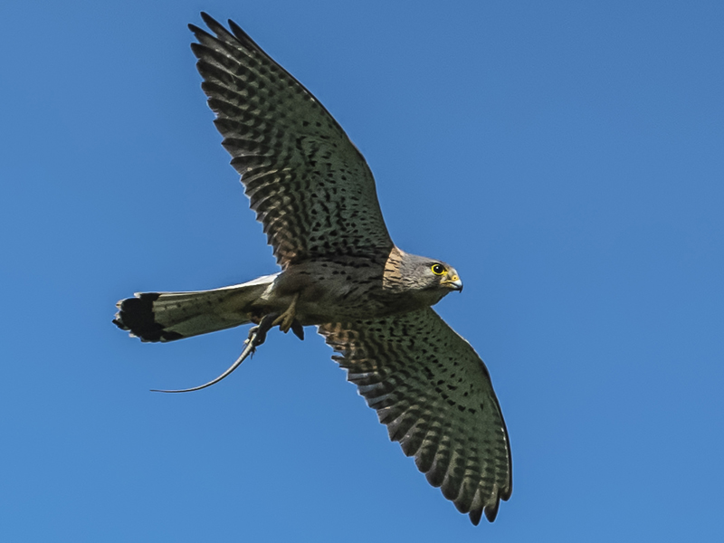 Rapace da identificare:  Gheppio (Falco tinnunculus), maschio